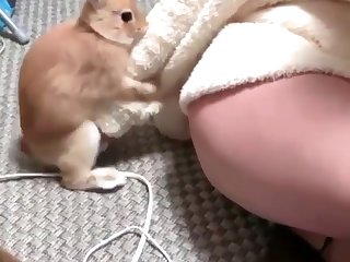 Lap Dog Porn