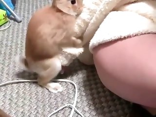 Lap Dog Porn