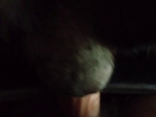 Gay Small Dog Porn
