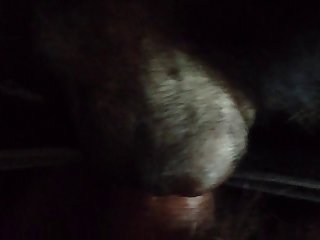 Gay Small Dog Porn