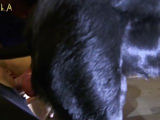 Perrita Perrito 27
