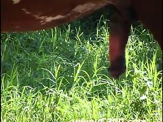 Animal Sex Play