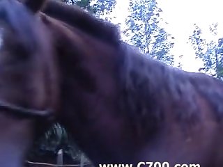 Bufa Zoo Porn