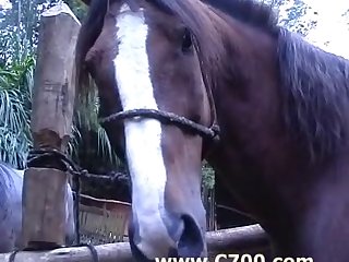 Bufa Zoo Porn