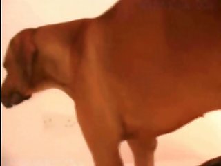 Spirit Rider Horse Porn