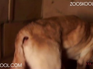 Porno Zofilia