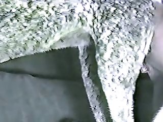 Hayvanla Sex