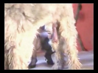 Pornografía Con Animales