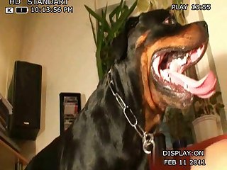 Girl Sex With Dog