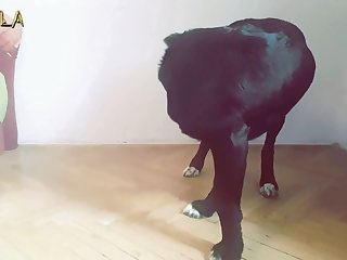 Sexo Entre Animais E Humanos