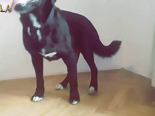 Sexo Entre Animais E Humanos