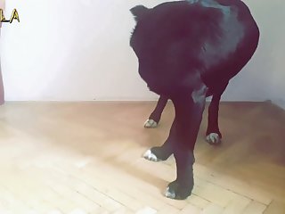 Sexo Entre Animais E Humanos