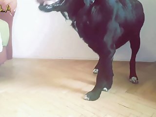 Sexo Entre Animais E Humanos