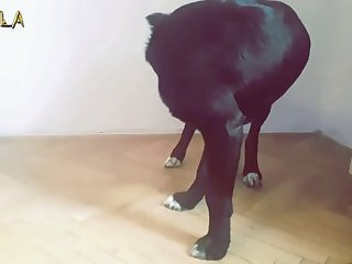 Sexo Entre Animais E Humanos