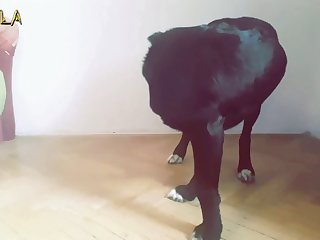Sexo Entre Animais E Humanos
