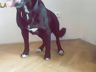 Sexo Entre Animais E Humanos