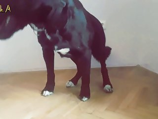 Sexo Entre Animais E Humanos
