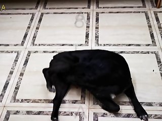 Cat Porn