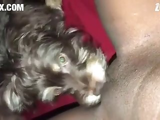[480x270] Puppy Enjoys Eating Virgin Pussy Alaiyah Converted New