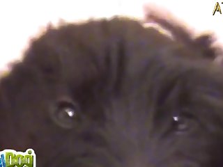 Dog Had His Dick Out And Was Doing