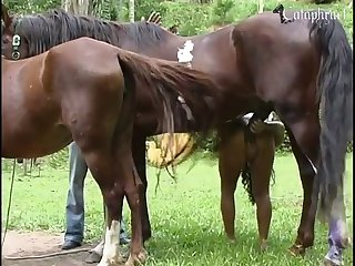 狗冲上去，试图进入他的伴侣。