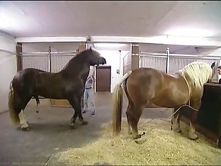 Hkm Horse Mating Low
