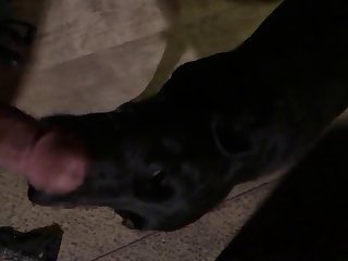 Bitch Licks Hard Dick Again