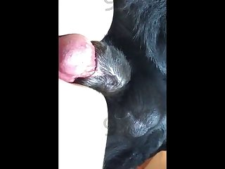 Dog Cock Sucking