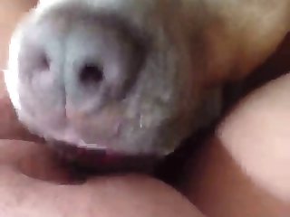 Animal Domination Porn