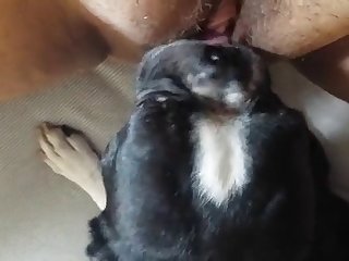 Free Animal Porn Site