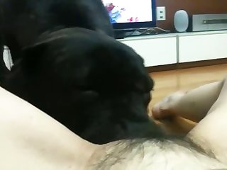 Animal Party Porn