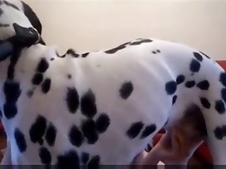 Animal Farm Porn Film
