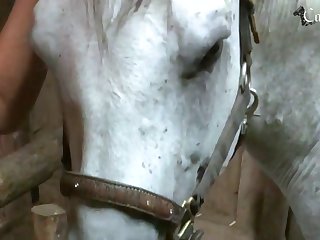 White Stallion 005