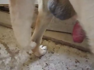 Egypt Cat Animal Crossing Porn Video