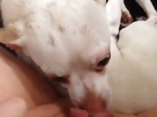 Animal On Animal Porn Comic