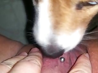 Animal Crempie Porn