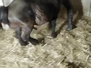 Isabelle Animal Crossing Porn Videos