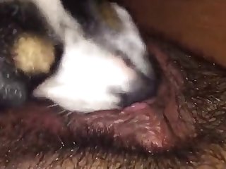 Animal Porn Quora