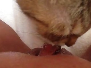 Porn Animal Bj