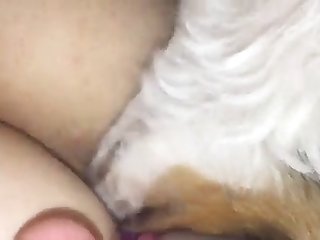 Sex Porn Animal Crossing