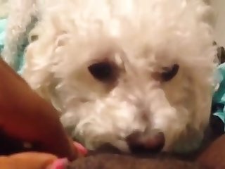 Girls Animal Sex Porn