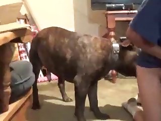 Best Place To Watch Animal Porn