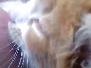Animal Tgtf Porn