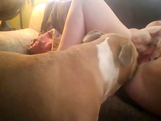 The Fun Side Of Porn The Real Animal Farm