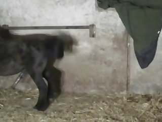 Videos Of Animal Porn