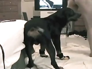 Animal Crossing Able Porn