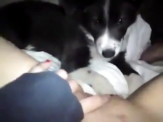 Free Safe Animal Porn