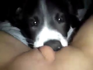 Free Safe Animal Porn
