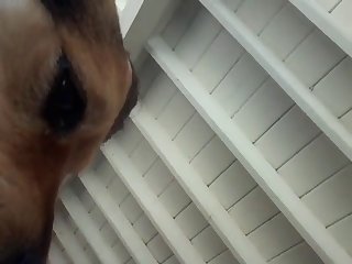 Animal Porn Storys