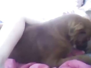 Animal Porn Lol